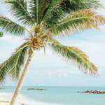 green leafed coconut tree near sea