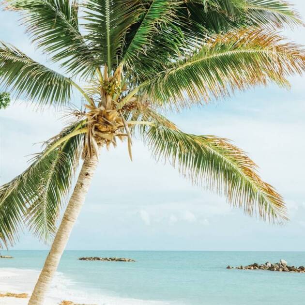 green leafed coconut tree near sea