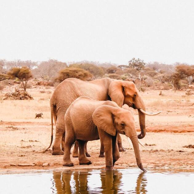 two elephants beside body of water