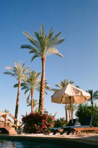 green palm tree under blue sky during daytime