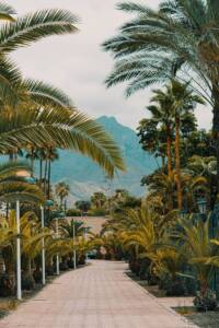 A dirt road surrounded by palm trees and mountains